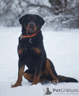 Foto №2 zu Ankündigung № 97014 zu verkaufen rottweiler - einkaufen Russische Föderation quotient 	ankündigung