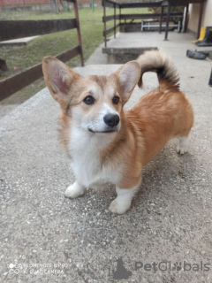 Foto №2 zu Ankündigung № 131056 zu verkaufen otterhund - einkaufen Serbien 