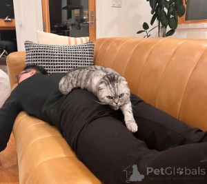 Foto №4. Ich werde verkaufen  in der Stadt Augustusburg.  - preis - verhandelt