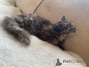 Foto №2 zu Ankündigung № 176168 zu verkaufen maine-coon-katze - einkaufen Deutschland quotient 	ankündigung