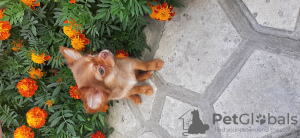 Foto №1. chihuahua - zum Verkauf in der Stadt Dnipro | 268€ | Ankündigung № 63333