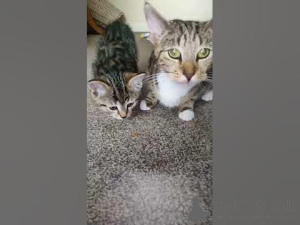 Foto №4. Ich werde verkaufen  in der Stadt New Orleans. quotient 	ankündigung - preis - 700€