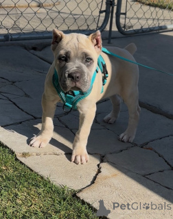 Foto №2 zu Ankündigung № 158578 zu verkaufen cane corso italiano - einkaufen Finnland quotient 	ankündigung