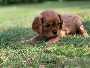 Foto №1. cavalier king charles spaniel - zum Verkauf in der Stadt Kufstein | 1000€ | Ankündigung № 178532