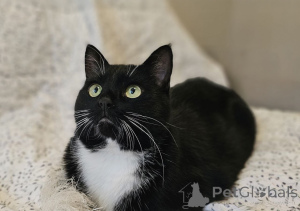 Foto №2 zu Ankündigung № 157452 zu verkaufen  - einkaufen Weißrussland quotient 	ankündigung