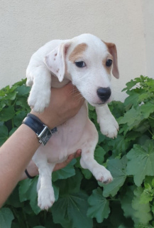 Foto №2 zu Ankündigung № 2491 zu verkaufen jack russell terrier - einkaufen Russische Föderation 