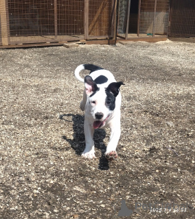 Foto №1. amerikanischer staffordshire terrier - zum Verkauf in der Stadt Pushkino | Frei | Ankündigung № 146005