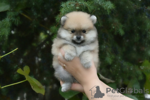 Foto №2 zu Ankündigung № 13649 zu verkaufen mischlingshund - einkaufen Weißrussland züchter