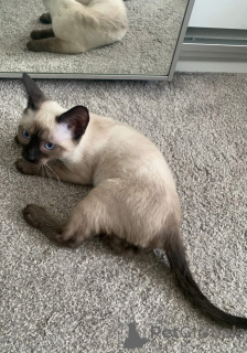 Foto №1. siamkatze - zum Verkauf in der Stadt Salzburg | verhandelt | Ankündigung № 154320