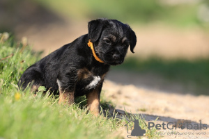 Zusätzliche Fotos: Border Terrier-Welpen