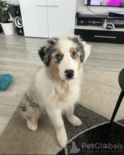 Foto №1. australian shepherd - zum Verkauf in der Stadt Гальштат | verhandelt | Ankündigung № 121600