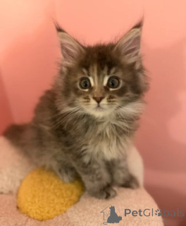 Foto №2 zu Ankündigung № 175460 zu verkaufen maine-coon-katze - einkaufen Deutschland quotient 	ankündigung