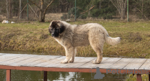 Zusätzliche Fotos: Kaukasischer Schäferhund