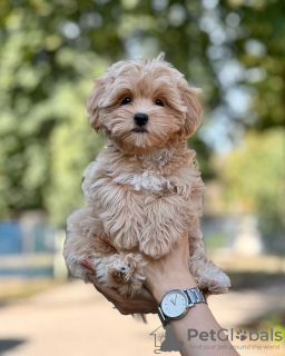 Foto №3. Maltipoo. Deutschland