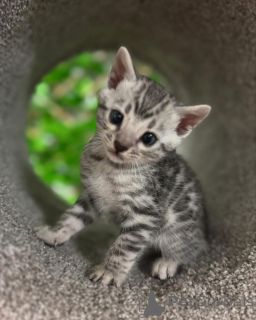 Foto №3. Bengalbabys klug, süß und atemberaubend. Schweiz