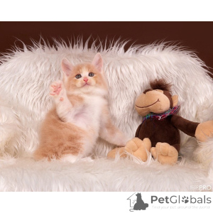 Foto №1. kurilen bobtail - zum Verkauf in der Stadt Allapul | 350€ | Ankündigung № 174378