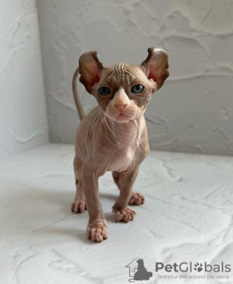 Foto №2 zu Ankündigung № 96217 zu verkaufen sphynx-katze - einkaufen USA quotient 	ankündigung, züchter