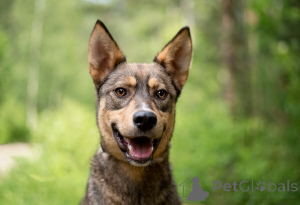 Foto №1. mischlingshund - zum Verkauf in der Stadt Moskwa | Frei | Ankündigung № 145741