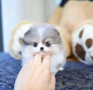 Foto №1. mischlingshund - zum Verkauf in der Stadt Chicago | 425€ | Ankündigung № 137540