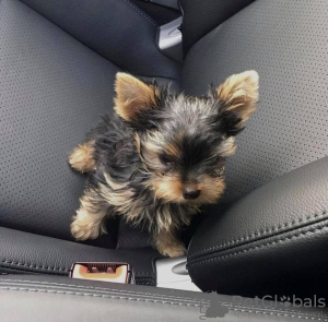 Foto №1. yorkshire terrier - zum Verkauf in der Stadt Sydney | 1136€ | Ankündigung № 84734