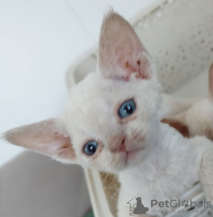 Foto №3. Galina Zarezina. Russische Föderation