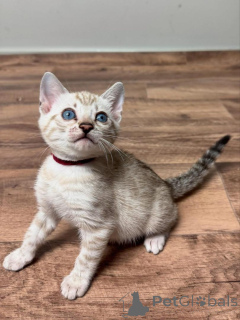 Foto №2 zu Ankündigung № 153394 zu verkaufen bengal katzenrasse - einkaufen Österreich quotient 	ankündigung