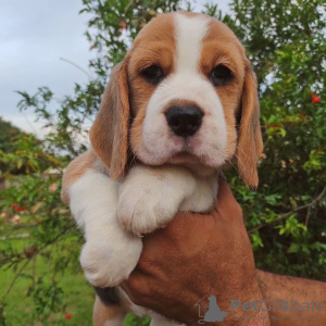 Foto №4. Ich werde verkaufen beagle in der Stadt Nürnberg. quotient 	ankündigung - preis - 360€