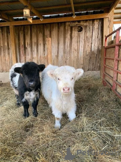 Foto №2 zu Ankündigung № 132676 zu verkaufen  - einkaufen Russische Föderation quotient 	ankündigung