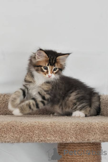 Foto №2 zu Ankündigung № 172694 zu verkaufen norwegische waldkatze - einkaufen Belgien quotient 	ankündigung, züchter