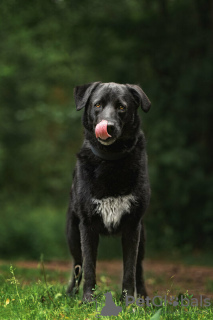 Zusätzliche Fotos: Der schwarze Held Max ist in guten Händen