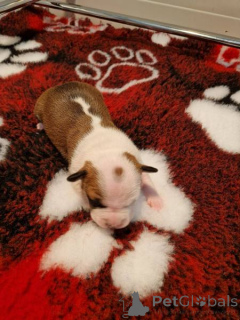 Foto №3. American Staffordshire Terrier, Welpen von geprüfter Qualität. Kroatien