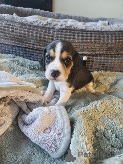 Foto №1. beagle - zum Verkauf in der Stadt Badenheim | verhandelt | Ankündigung № 167556