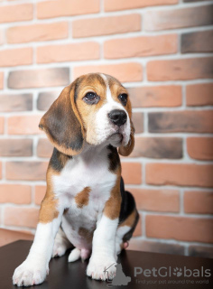 Foto №2 zu Ankündigung № 103667 zu verkaufen beagle - einkaufen Deutschland quotient 	ankündigung