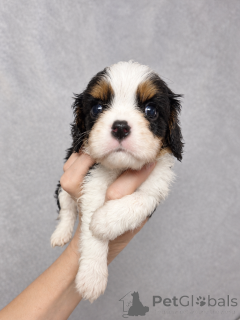 Foto №4. Ich werde verkaufen amerikanischer cocker spaniel, english cocker spaniel, english springer spaniel, welsh springer spaniel, irish water spaniel, perro de agua español, mastín español, cavalier king charles spaniel, cavalier king charles spaniel, clumber spaniel, russian spaniel, tibet-spaniel in der Stadt Helsinki. quotient 	ankündigung, vom kindergarten, züchter - preis - 1000€