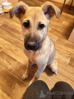 Foto №1. mischlingshund - zum Verkauf in der Stadt Lipezk | Frei | Ankündigung № 163839