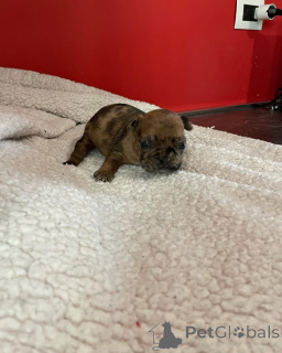 Foto №3. Bouledogue français unique 2500. Frankreich