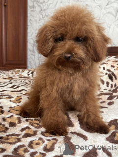 Foto №2 zu Ankündigung № 157861 zu verkaufen pudel (toy) - einkaufen Ukraine quotient 	ankündigung, vom kindergarten, züchter