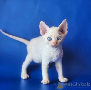 Foto №1. devon rex - zum Verkauf in der Stadt Detmold | 350€ | Ankündigung № 176682