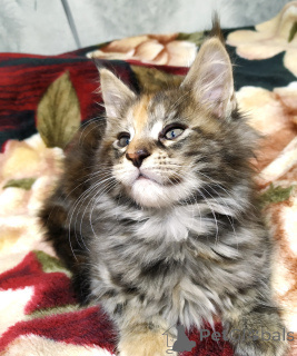 Foto №2 zu Ankündigung № 135261 zu verkaufen maine-coon-katze - einkaufen Russische Föderation quotient 	ankündigung, vom kindergarten, züchter