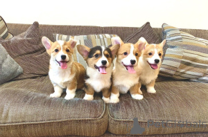 Foto №1. welsh corgi - zum Verkauf in der Stadt Liepayah | verhandelt | Ankündigung № 176266