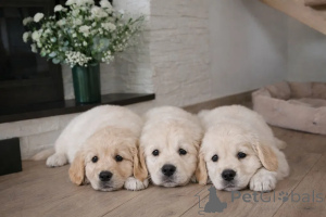 Foto №2 zu Ankündigung № 173988 zu verkaufen golden retriever - einkaufen Finnland 