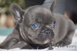 Zusätzliche Fotos: Wunderschöne Welpen der Französischen Bulldogge zu verkaufen.