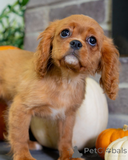 Foto №4. Ich werde verkaufen cavalier king charles spaniel in der Stadt Dielsdorf. quotient 	ankündigung - preis - verhandelt