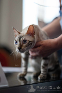 Zusätzliche Fotos: Bengalische Kätzchen zu verkaufen