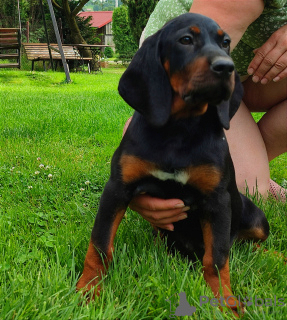 Foto №3. Polnischer Jagdhund des Polnischen Kennel Clubs FCI. Polen