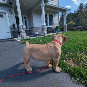 Foto №3. Geboren, um zu führen. Zum Schutz gebaut.. Finnland