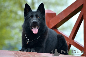 Foto №3. Schwarzdeutsch Schäferhund Welpen mit Genealogie FCI. Frankreich