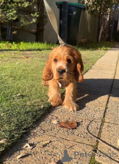 Foto №2 zu Ankündigung № 167786 zu verkaufen english cocker spaniel - einkaufen Finnland quotient 	ankündigung