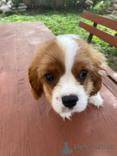 Zusätzliche Fotos: Cavalier King Charles Spaniel Alonso