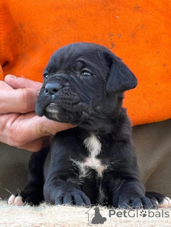 Foto №3. Entzückende Cane-Corso-Welpen suchen ein liebevolles Zuhause!. Deutschland
